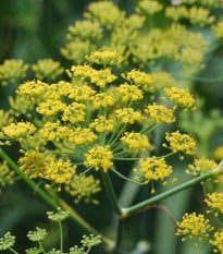 Fenikel koreninový - Foeniculum vulgare - semená fenikla - 100 ks