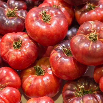 Paradajka Čierny Krim - Solanum lycopersicum - semená paradajky - 7 ks