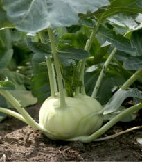 Kaleráb biely neskorý Gaston F1 - Brassica oleracea - semená kalerábu - 50 ks