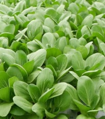Pak Choi Atari F1 - Brassica rapa chinensis - semená pak choi - 50 ks