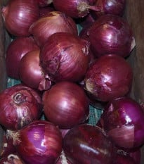 Cibuľa Magnate F1 - Allium cepa - semená - 150 ks