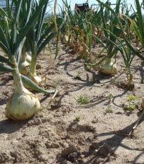 Cibuľa jarná šalátová Globo - Alium cepa - semená - 180 ks