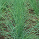 Pažítka Bohémia - Allium Schoenoprasu - semená pažítky - 400 ks