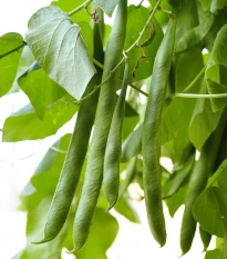 Fazuľa kríčková Filetty - Phaseolus vulgaris var. nanus - semená fazule - 20 ks