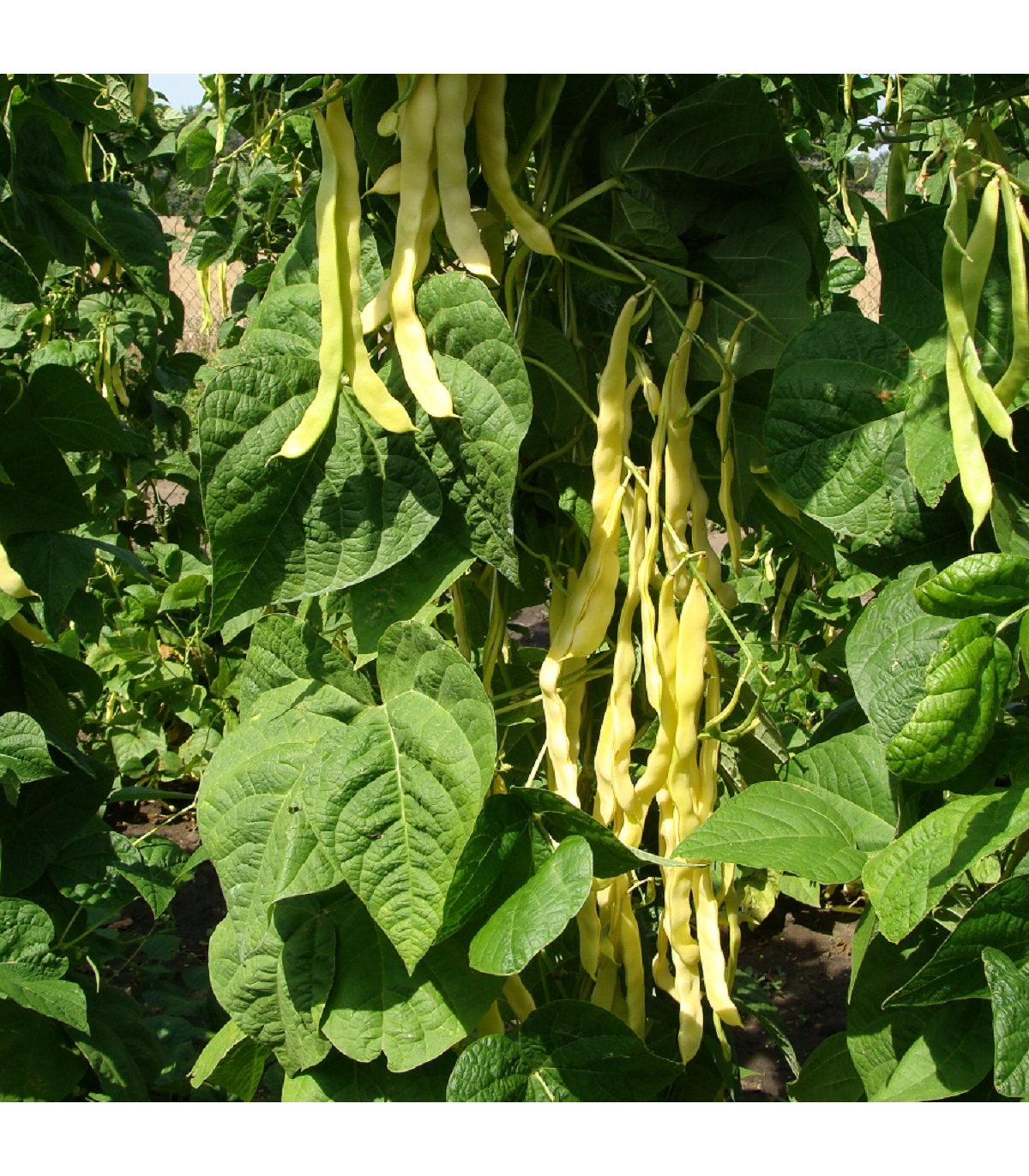 Fazuľa popínavá Goldmarie - Phaseolus vulgaris - semená fazule - 15 ks