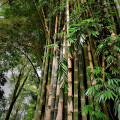 Bambus najvyšší - Dendrocalamus giganteus - semená bambusu - 2 ks