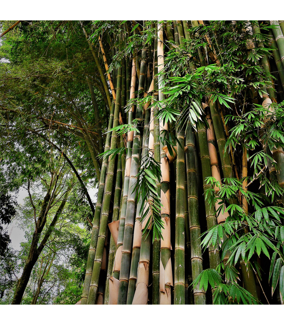 Bambus najvyšší - Dendrocalamus giganteus - semená bambusu - 2 ks