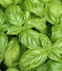 Bazalka pravá - Ocimum basilicum - semená bazalky - 0,4 g