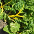 Mangold žltý Giallo - Beta vulgaris - semená mangoldu - 60 ks