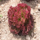 Šalát listový kučeravý Crimson - Lactuca sativa L. - semená šalátu - 300 ks