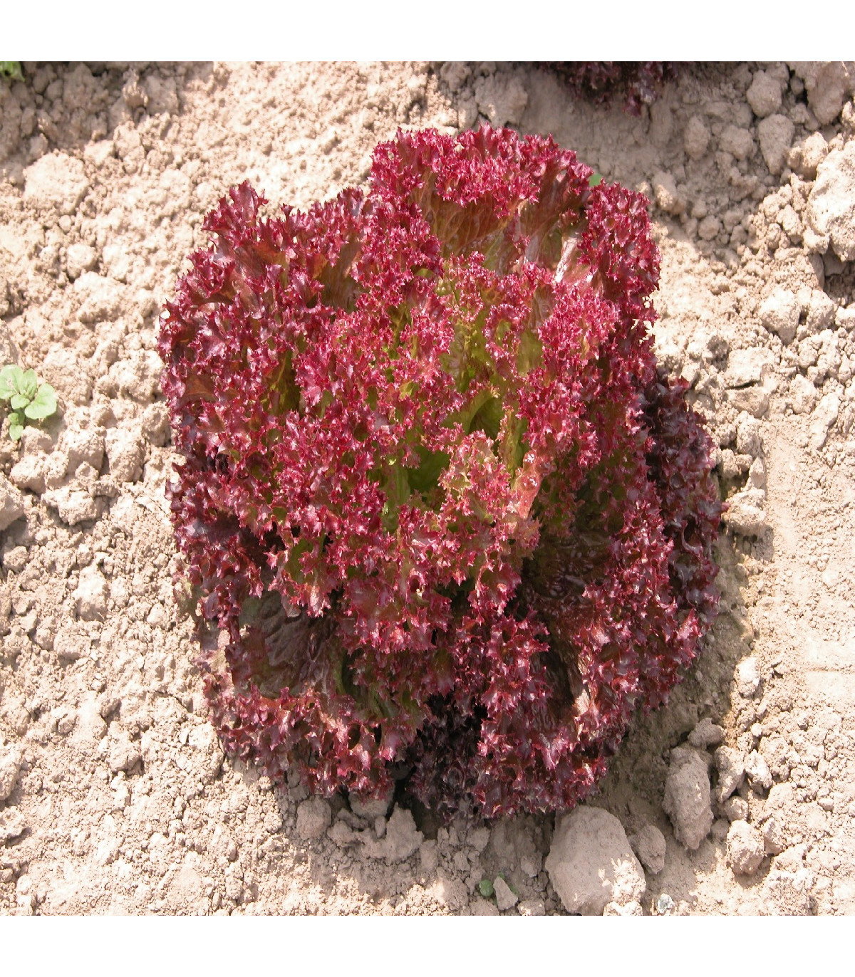 Šalát listový kučeravý Crimson - Lactuca sativa L. - semená šalátu - 300 ks