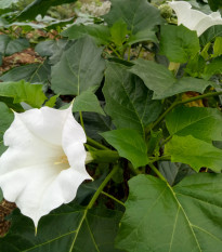Durman obyčajný - Datura stramonium - semená durmanu - 5 ks