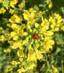 Horčica čierna - Brassica nigra - semená - 50 ks