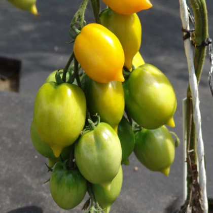 Paradajka Citrina - Solanum lycopersicum - semená paradajky - 10 ks