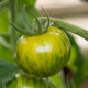 Paradajka Zelená zebra - Solanum lycopersicum - semená paradajky - 6 ks