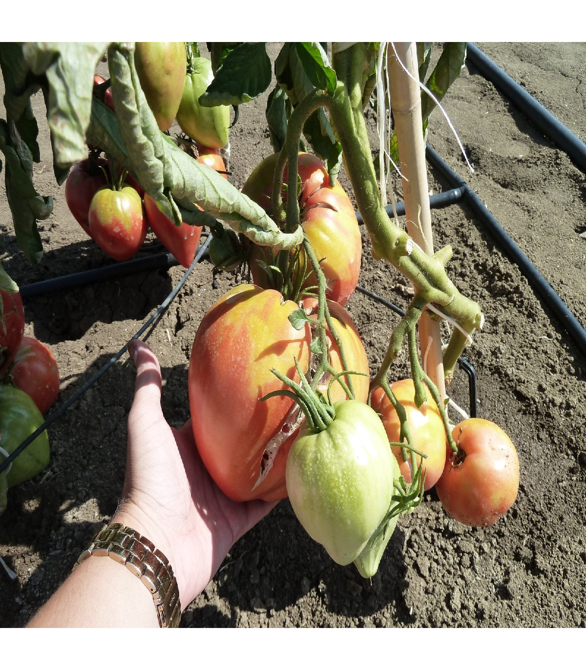 Paradajka Býčie srdce Herodes - Solanum lycopersicum - semená paradajky - 15 ks