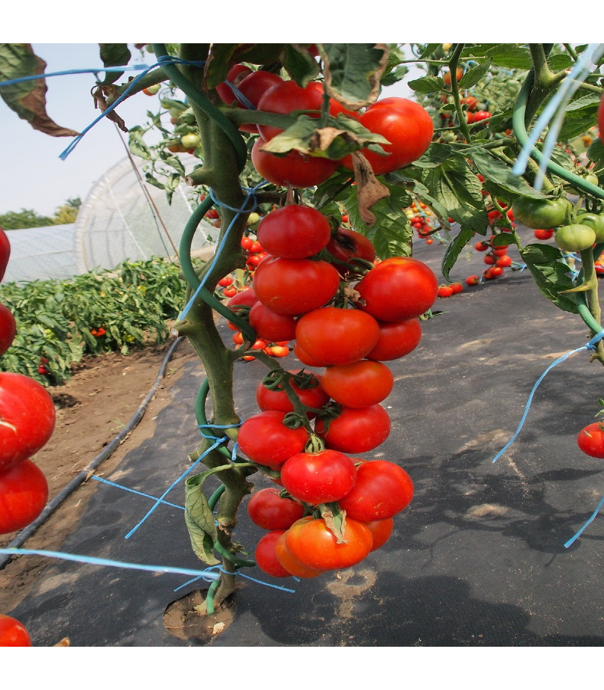 Paradajka Uragan F1 - Solanum lycopersicum - semená paradajky - 10 ks