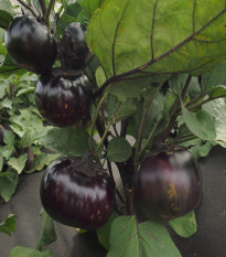 Baklažán Laura - Solanum melongena - semená baklažánu - 30 ks