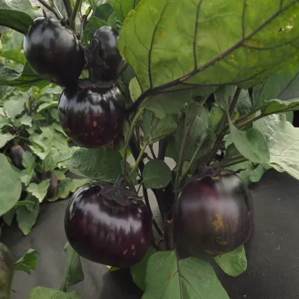 Baklažán Laura - Solanum melongena - semená baklažánu - 30 ks