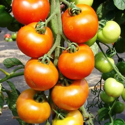 Paradajka Orkado F1 - Solanum lycopersicum - semená paradajky - 30 ks
