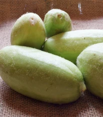 Melón zeleninový Carosello Baresey - Cucumis flexuosus - semená melónovej uhorky - 7 ks