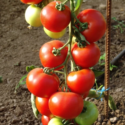 Paradajka Dafne F1 - Solanum lycopersicum - semená paradajky - 12 ks
