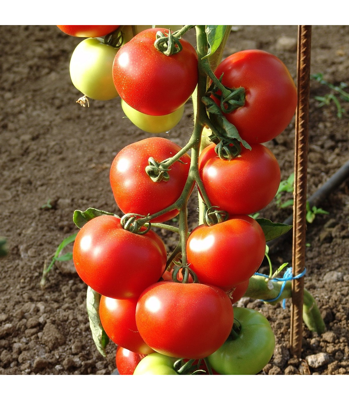 Paradajka Dafne F1 - Solanum lycopersicum - semená paradajky - 12 ks