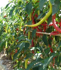 Paprika kozí roh Beros - Capsicum annuum - semená chilli - 15 ks