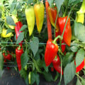 Paprika Beja F1- Capsicum annuum - semená papriky - 10 ks