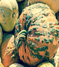 Tekvica Knuckle Head F1 - Cucurbita pepo - semená tekvice - 4 ks