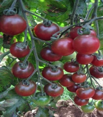 Paradajka Rosella - Solanum lycopersicum - semená paradajky - 6 ks