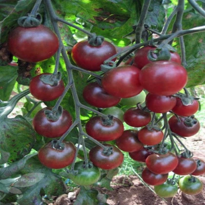 Paradajka Rosella - Solanum lycopersicum - semená paradajky - 6 ks