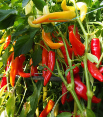 Paprika kozí roh Harriet - Capsicum annuum - semená chilli - 45 ks