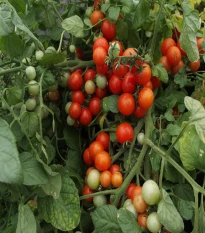 Paradajka balkónová Bajaja - Solanum lycopersicum - semená paradajok - 12 ks