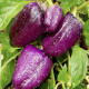 Paprika fialová Oda - Capsicum annuum - semená papriky - 9 ks