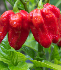 Chilli červené Habanero - Capsicum chinense - semená chilli - 6 ks