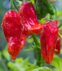 Chilli Bhut Jolokia červené - Capsicum Chinense - semená chilli - 10 ks