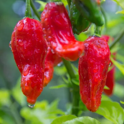 Chilli Bhut Jolokia červené - Capsicum Chinense - semená chilli - 10 ks