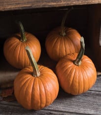 Tekvica obyčajná Baby Bear - Cucurbita maxima - semená tekvice - 4 ks