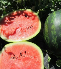 Melón Mini Love F1 - Citrullus lanatus - semená melónu - 6 ks