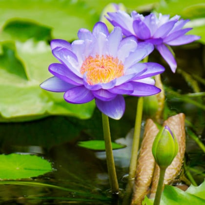 Lekno fialové - Nymphaea caerulea - semená lekna - 6 ks