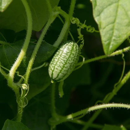 Mexická mini uhorka - Zehneria scabra - semená uhorky - 5 ks