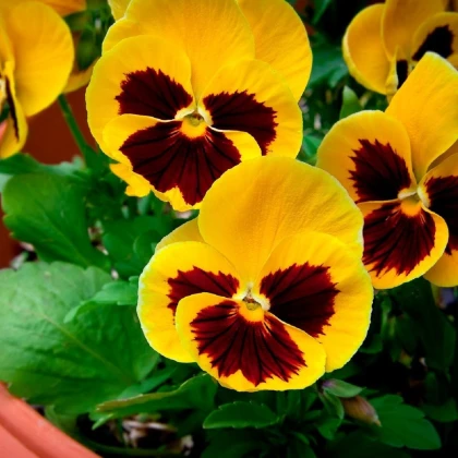 Sirôtka zlatožltá Firnengold - Viola wittrockiana - semená sirôtky - 200 ks