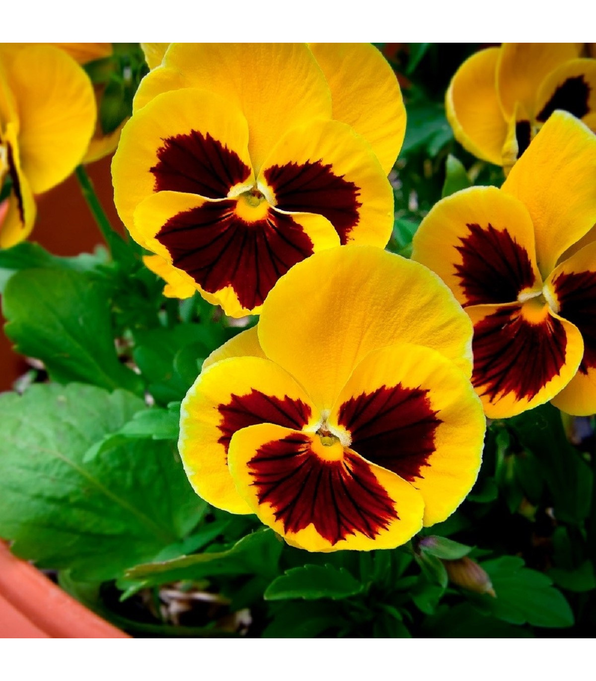 Sirôtka zlatožltá Firnengold - Viola wittrockiana - semená sirôtky - 200 ks