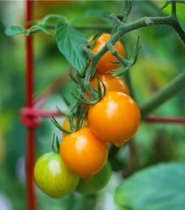 Paradajka Sungold F1 - Solanum lycopersicum - semená paradajky - 6 ks
