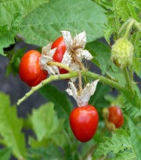 Paradajka Liči - Solanum sisymbrifolium - semená paradajky - 6 ks