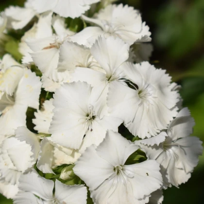 Klinček bradatý Sweet William - Dianthus barbatus - semená klinčeka - 150 ks