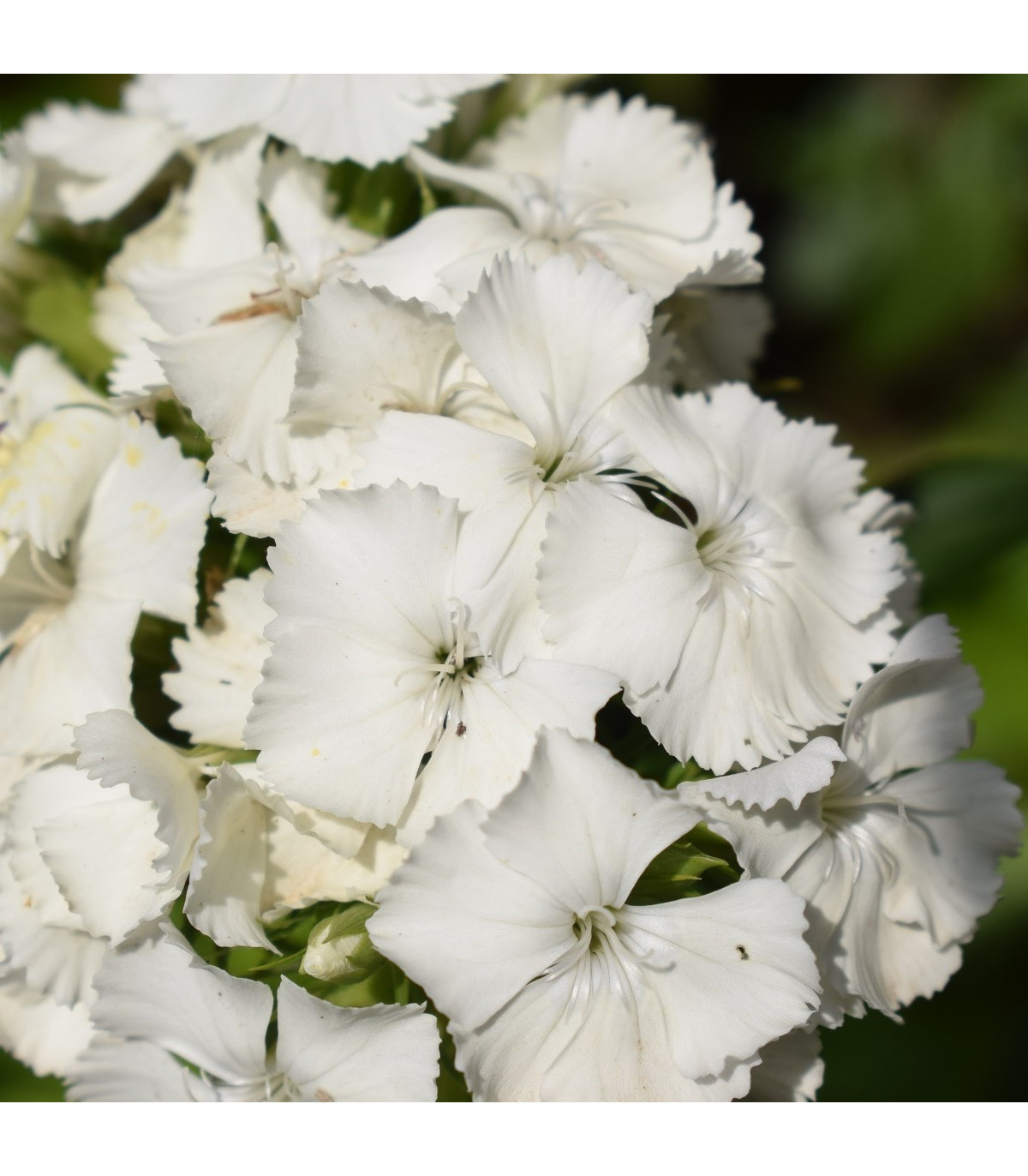 Klinček bradatý Sweet William - Dianthus barbatus - semená klinčeka - 150 ks