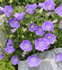 Zvonček karpatský modrý - Campanula carpatica - semená zvončeka - 400 ks