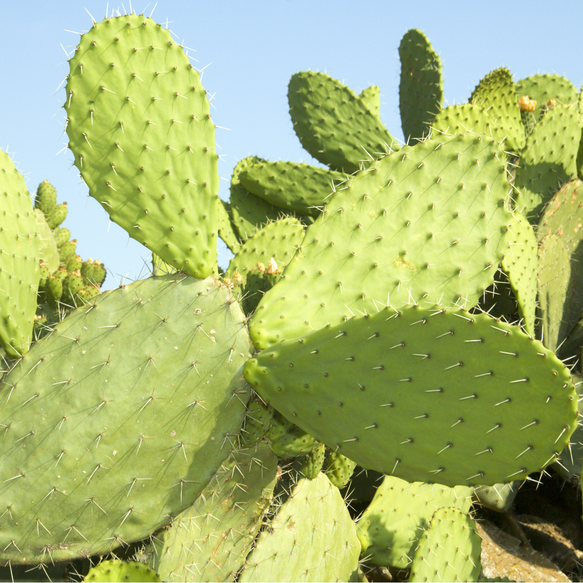 Opuncia - Indiánske figy - Opuntia ficus-indica - semená opuncie - 7 ks